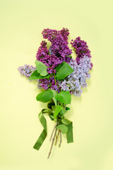Lilac flowers on yellow background