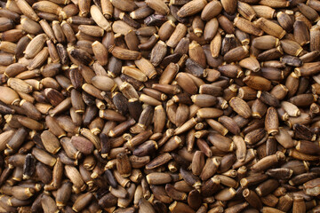 Seeds of a milk thistle (Silybum marianum, Scotch Thistle, Marian thistle), for backgrounds or textures