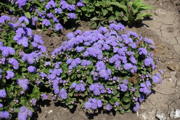 Low growing Ageratum houstonianum with lots of lavender colored flowers in July