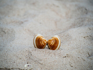 shell on the beach. open shell in the sand