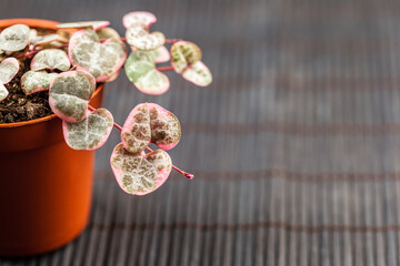 String of hearts young ceropegia plant in a pot