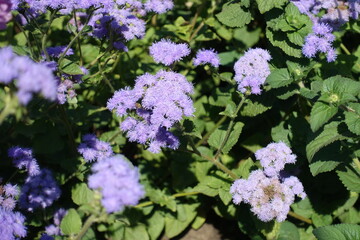 Pastel purple flowers of Ageratum houstonianum in September