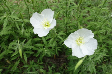 Two white flowers of Oenothera speciosa in June