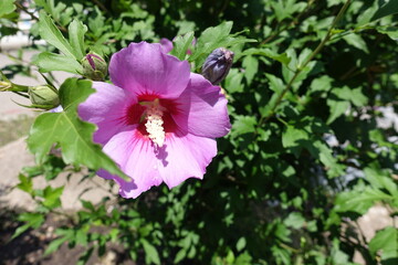 Rose mallow with pink flower in July