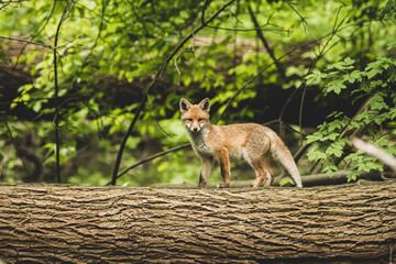 Fuchswelpe auf Baumstamm