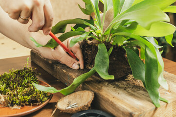 Male hands Mounting Staghorn Fern on Board