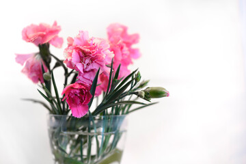 Fototapeta na wymiar Ramo de claveles rosas con fondo blanco