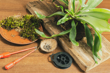 Preparing to Mount Staghorn Fern on Board Flat Lay