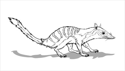 Nambat, an animal with stripes on the back and a long tail. Cute red animal sitting on a ground. Mouse, a rodent with a long tail. Coloring page for children and adults, hand drawn illustration