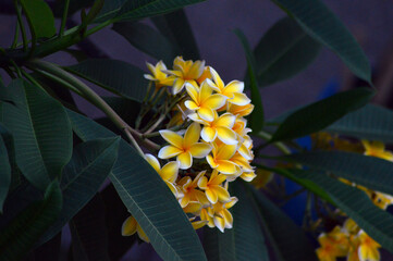 yellow frangipani flowers are blooming