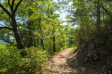新緑の季節、岩の多い里山の山道