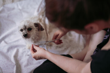Woman  grooming her cute little dog (Bolonka Zwetna) at home. Hairstyling pets.