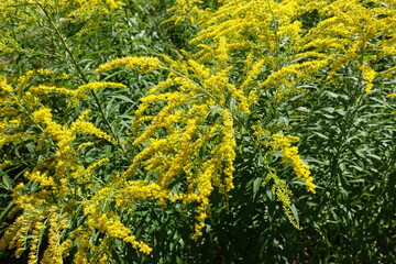 Loads of yellow flowers of Solidago canadensis in August