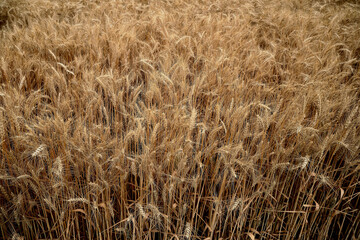 Agriculture: Wheat ripens in a field.