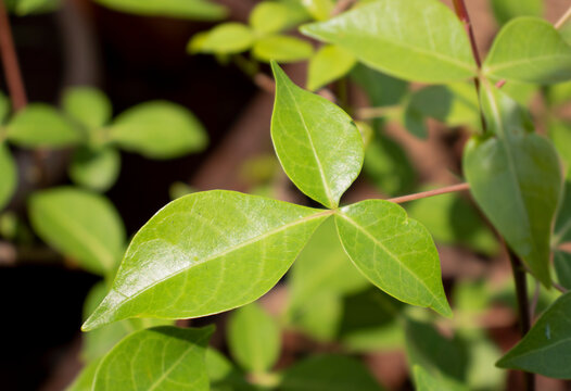 indian leafs of the bel tree (bel patra) which is the favorite tree of lord shiva