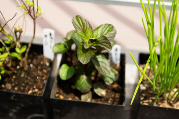 バルコニーに並んだハーブの苗　オレンジミント