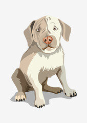 Cute beautiful white dog. Shar Pei or little bulldog. A beautiful white dog sitting on a ground. Isolate. Vector illustration