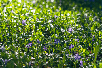 Obraz na płótnie Canvas Ground covered with blossoming Vinca minor plant (common names lesser periwinkle or dwarf periwinkle)