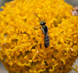 Insect on a yellow flower macro
