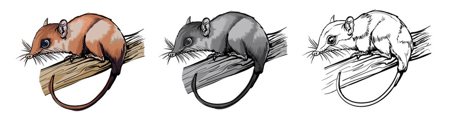 Opossums marsupial mammal. Cute brown animal sitting on a branch. Isolated in white background. Color, black and white illustration and outline for coloring. Vector illustration