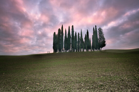 Torrenieri cypresses in Val d'Orcia with a pink sunrise, Val d'Orcia, UNESCO World Heritage Site, Tuscany, Italy