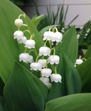 Lily of the vally (Convallaria majalis)