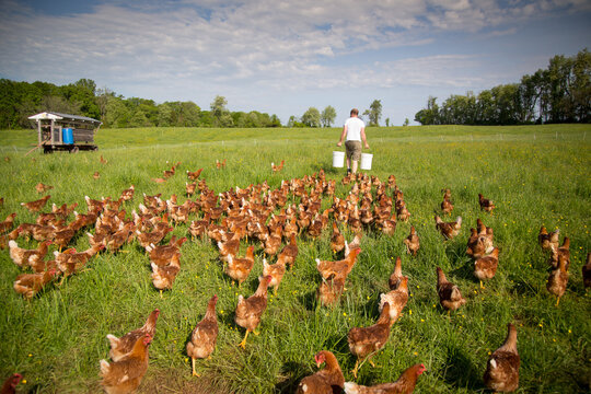 A farmer preparing to feed his flock of free range chickens at Rockland Farm near Seneca, Maryland