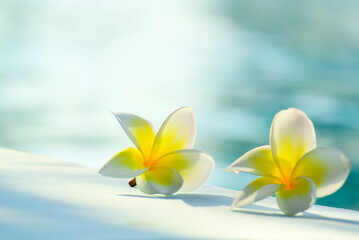 Fototapeta na wymiar white flower ( Plumeria and Frangipani ) and shadow on floor, blur water in morning light as background with copy space