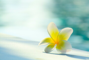 white flower ( Plumeria and Frangipani ) and shadow on floor, blur water in morning light as...