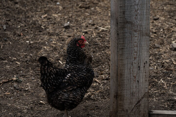 texture of brown wooden planks as background