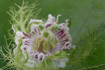 Close up a Passiflora foetida in the nature of tropical plant with beautiful flower on leaf...