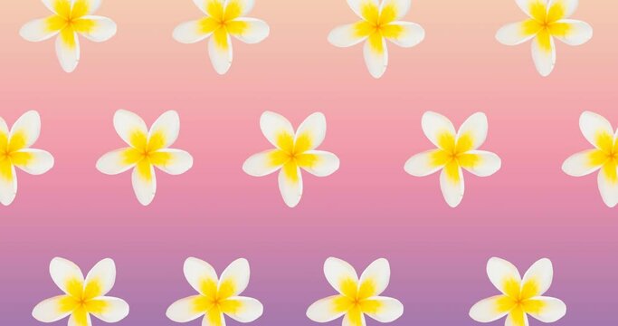 Composition of rows of white and yellow flowers moving on pink background