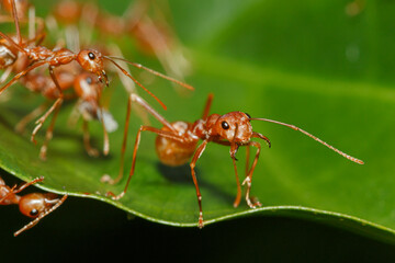 Macro photography,Red ant walk on a leaves green background  with Selective focus,close up