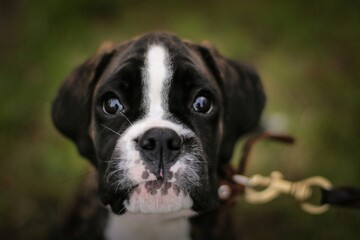 Beautiful brindle boxer puppy is sitting in the park