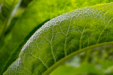 Fingerhut Blatt Nahaufnahme Makro Digitalis purpurea Struktur haarig Adern grün leuchtend...