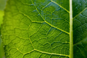 Digitalis purpurea Fingerhut Blatt Nahaufnahme Makro Struktur haarig Adern grün leuchtend Gegenlicht selektive Schärfe Pflanze Chlorophyll Frühling Symbol Leben Wasser Stiel Sägezahn Rand gerippt 