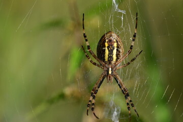 Zebraspinne