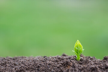 plant sprout in ground on green background
