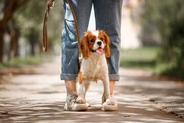 Cavalier King Charles Spaniel sits at the feet of the mistress