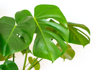 Green leaves of Monstera deliciosa on the white background, isolated. Exotic monstera leaf close up.