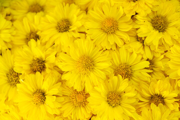 Fototapeta premium Closed up of yellow color Chrysanthemum flower pattern background