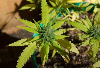 cannabis flower top view, potted medicinal marijuana plant