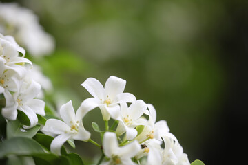White Orange jasmine flower closeup