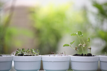 yardlong bean plant growing in white pot