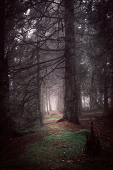 Fairytale like dark forest of evergreen trees