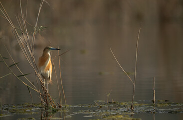 Squacco Heron perched on reed at Asker marsh in the morning, Bahrain