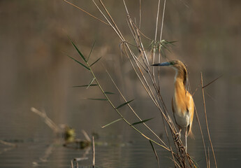 Squacco Heron perched on reed at Asker marsh, Bahrain
