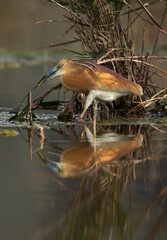 Squacco Heron fishing at Asker marsh, Bahrain