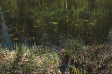 water lily leaves float on the surface of the water