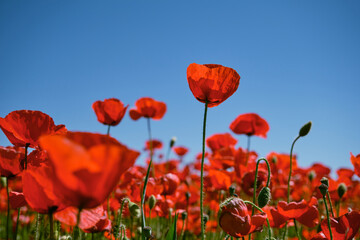 Obraz na płótnie Canvas Red poppy flowers blooming